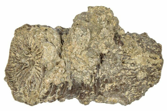 Jurassic Fossil Coral - Portugal #244800